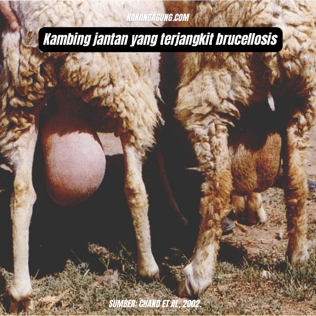 Waspadai Gejala Penyakit Berbahaya Brucellosis yang Bisa Menyerang Hewan Ternak Seperti Domba