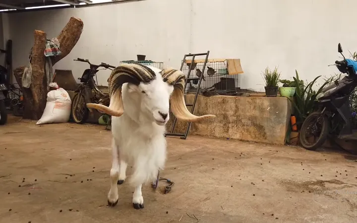 Keunggulan Membuka Usaha Ternak Domba Garut