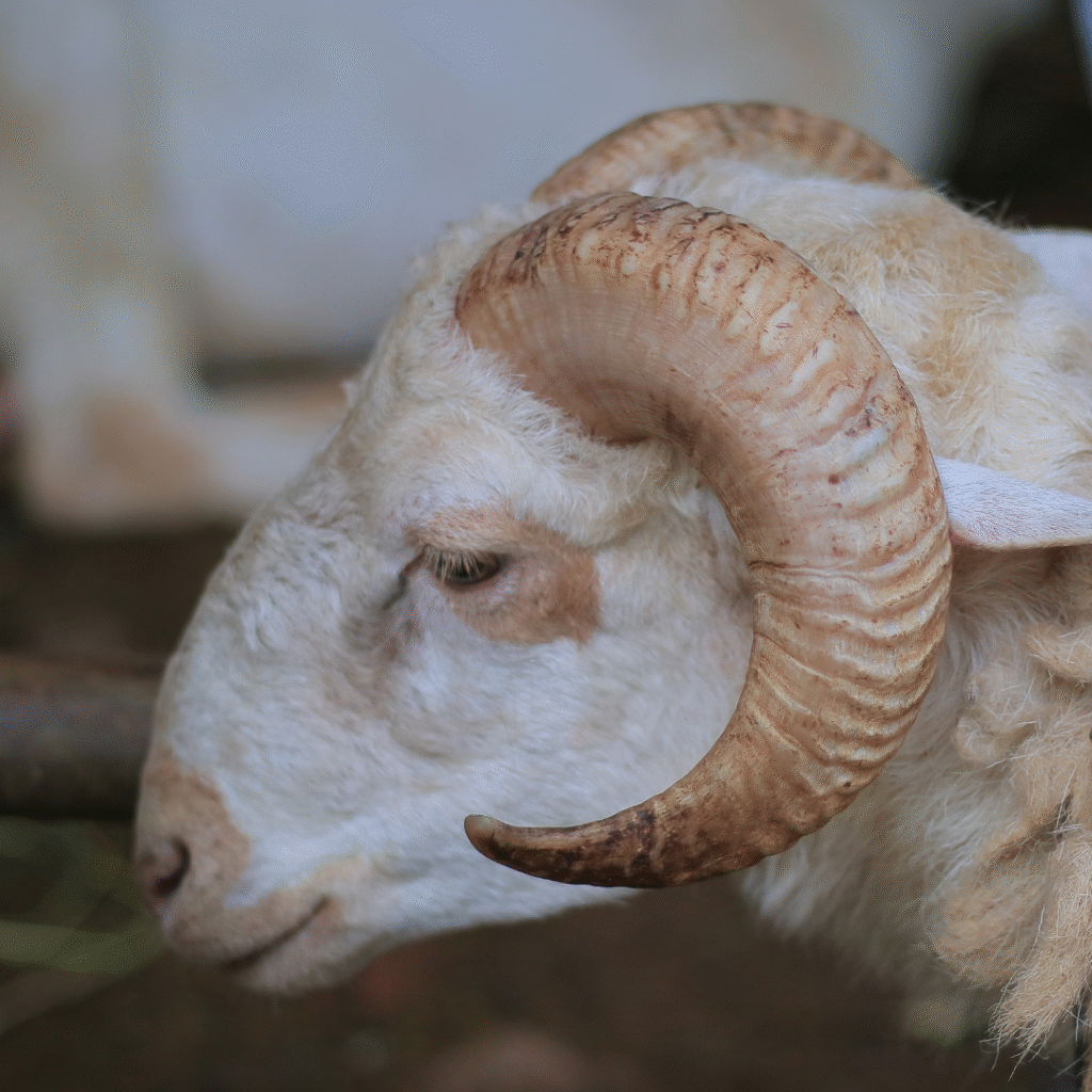 Ini Dia Hal-Hal yang Harus Diperhatikan Saat Memilih Bibit Unggul dalam Proses ternak Budidaya Domba Garut