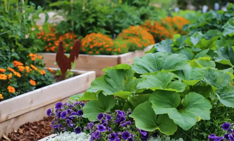 Tidak Perlu Lahan Luas, Memulai Bertani dengan Teknik Vertikultur Bisa Manfaatkan Halaman Rumah Terbatas