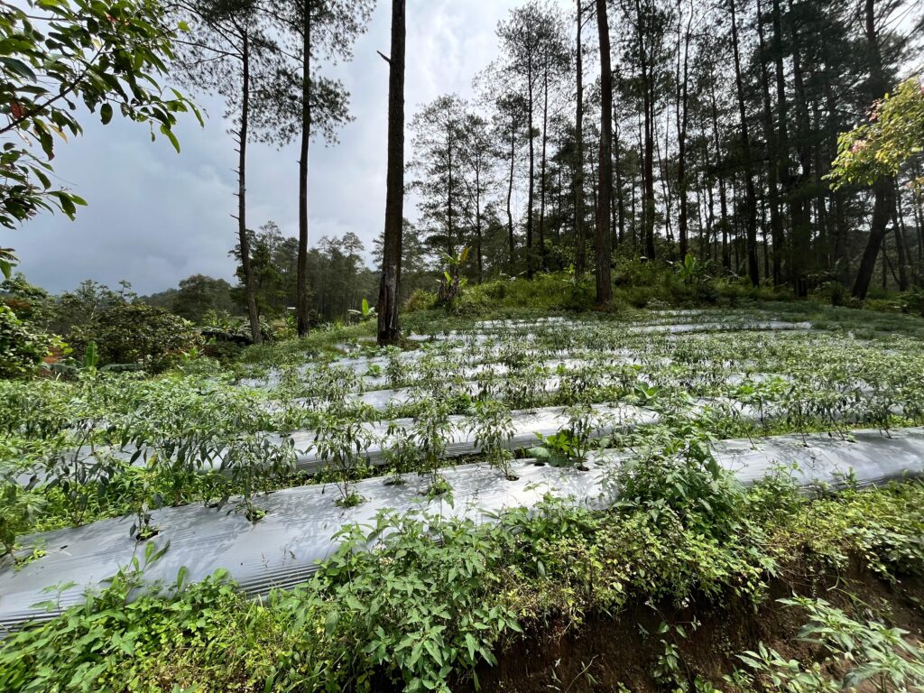 Ide Bisnis di Bidang Pertanian yang Bisa Mengundang Cuan