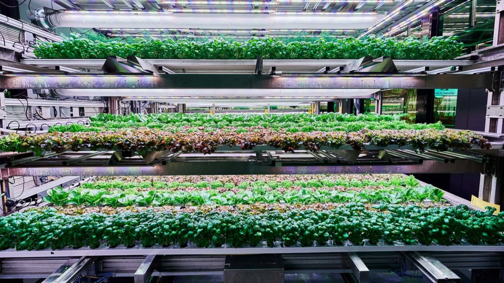 Dengan Konsep Kebun Vertikal, Perkebunan Dalam Toko Dihadirkan oleh Startup di  Swedia