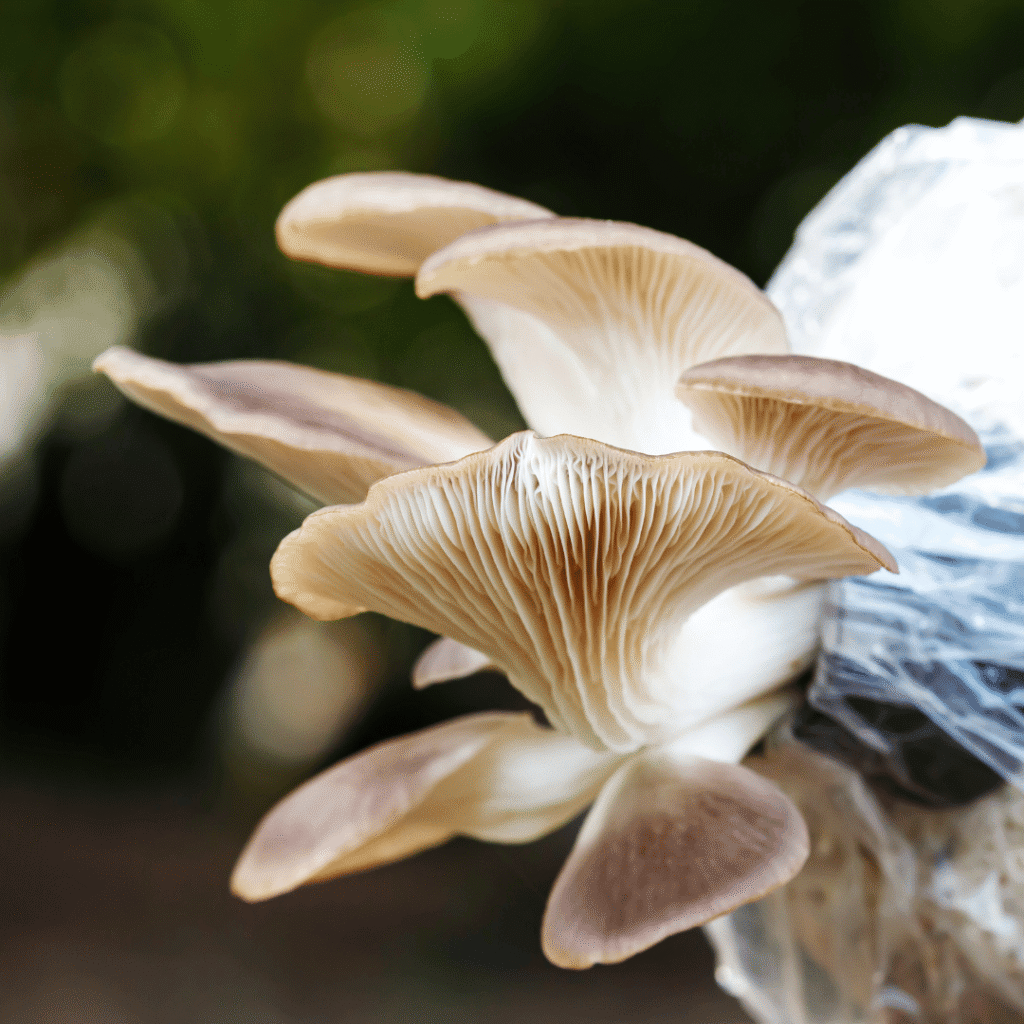 Mengenal Apa Itu Jamur ? 