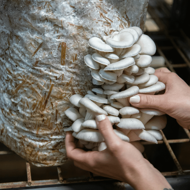 Inilah Jenis Jamur yang Bisa di Konsumsi Langsung, Selain Lezat Juga Kaya Nutrisi yang Bermanfaat Bagi Kesehatan