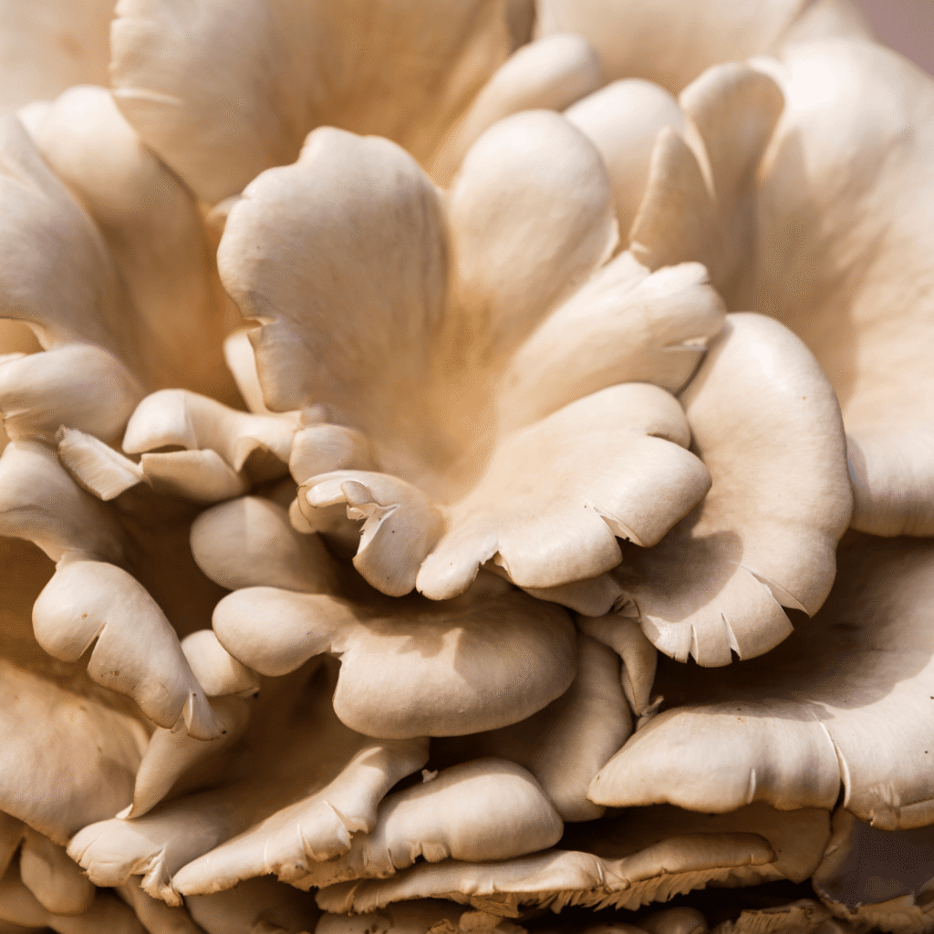 Kenali Jamur Tiram Yang Kaya Akan Nutrisi dan Nilai Ekonomi Tinggi