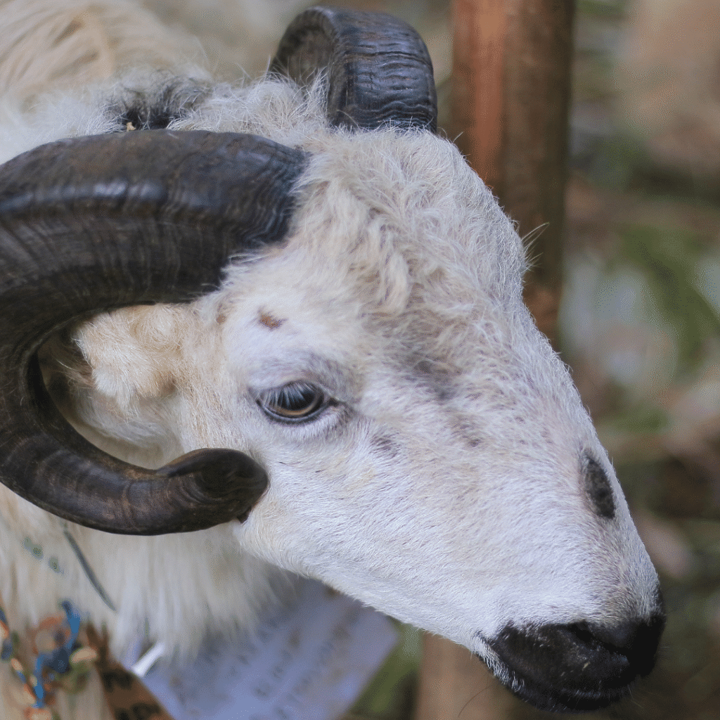 Domba Garut Termasuk Ternak Ruminansia, Lalu Apakah Ternak Ruminansia Itu ?