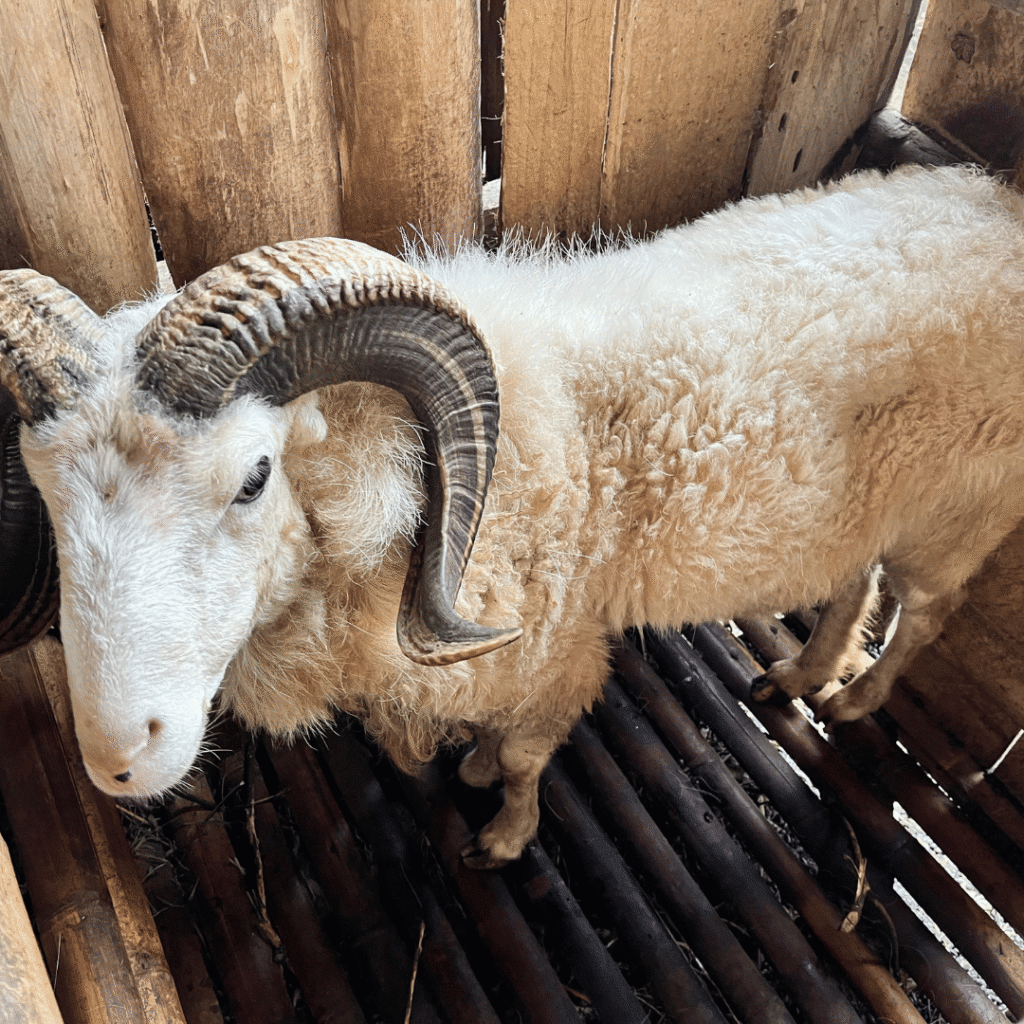 Inilah Alasan Mengapa Harga Domba Garut Lebih Mahal dari Domba Lokal Lainnya