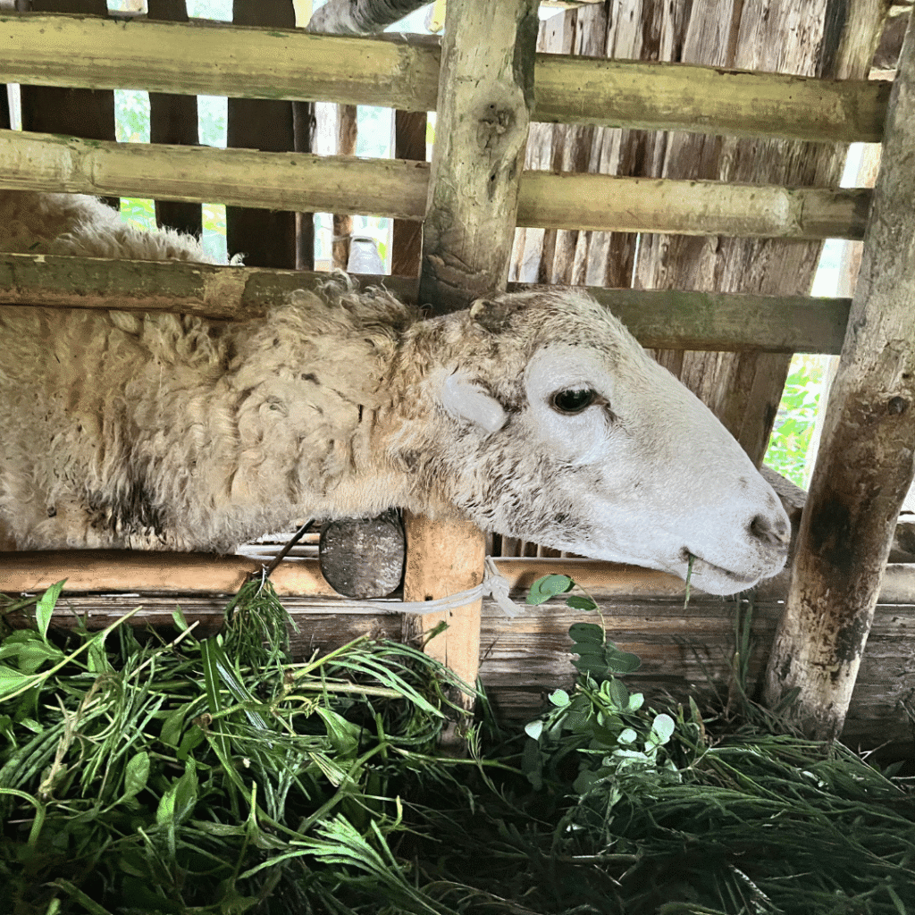 Ingin Memulai Beternak Domba Garut Tapi Bingung Dari Mana ? Ini Bisa Jadi Panduan