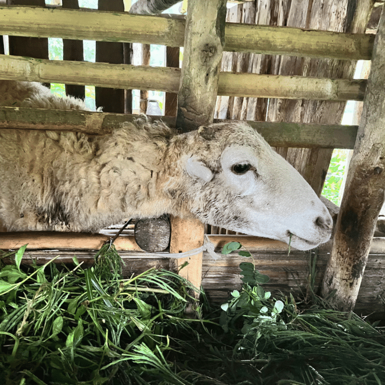 Ingin Memulai Beternak Domba Garut Tapi Bingung Dari Mana ? Ini Bisa Jadi Panduan