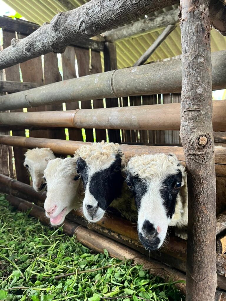 Istilah Unik Untuk Untuk Menyebut Usia Domba Garut