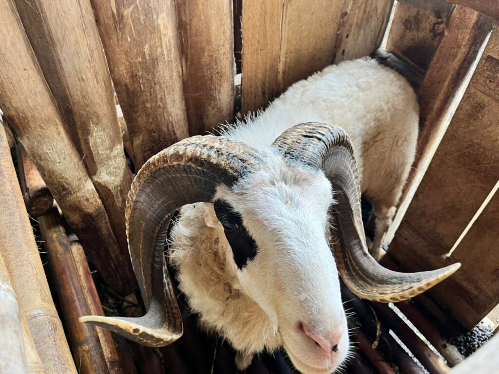 Hal-Hal yang Harus Diperhatikan Saat Memilih Domba Garut Jantan Untuk Pembibitan