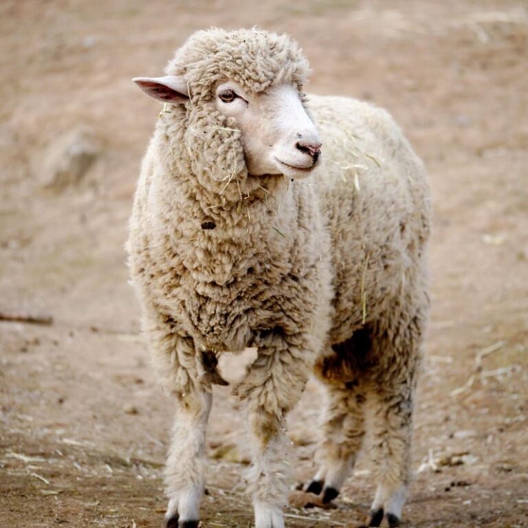 Mengenal Domba Merino, Salah satu Domba yang Menjadi Persilangan Sehingga Menghasilkan Domba Garut