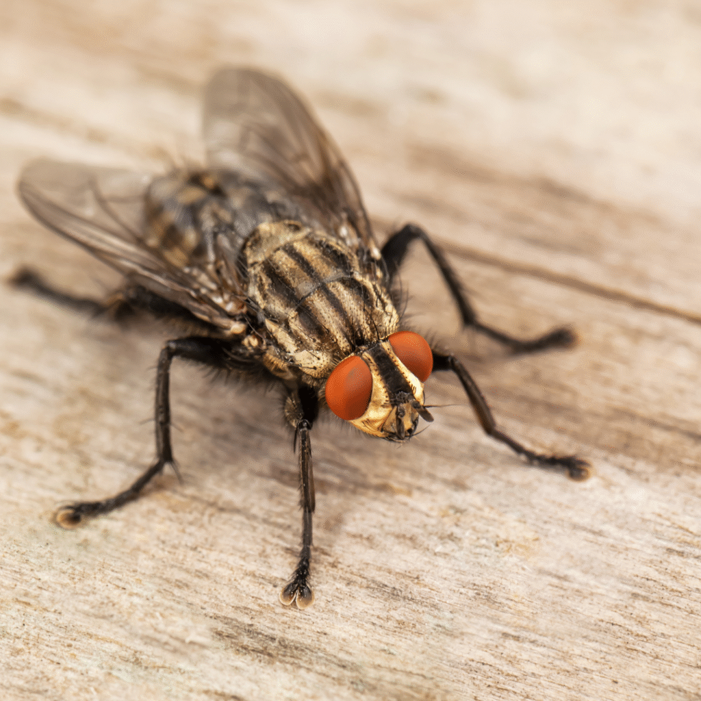 Kenali Hama Serangga yang Bisa Menurunkan Kualitas Jamur Tiram