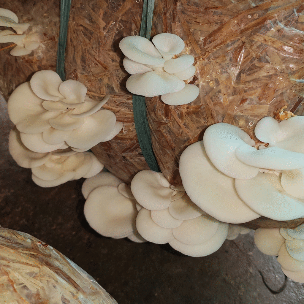 Inilah Yang Harus Segera DIlakukan Jika Terdeteksi adanya Hama atau Penyakit Pada Jamur Tiram