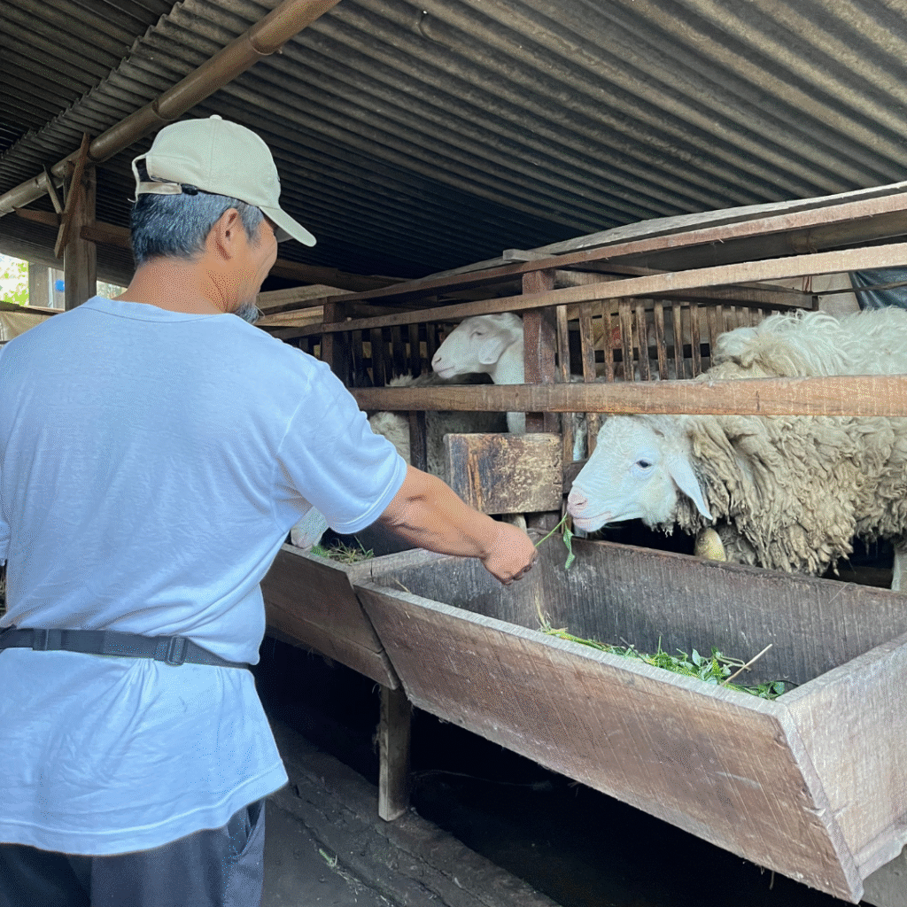 Mengenal Bentuk Kandang Panggung Yang Banyak Digemari dan Digunakan Oleh peternak Domba