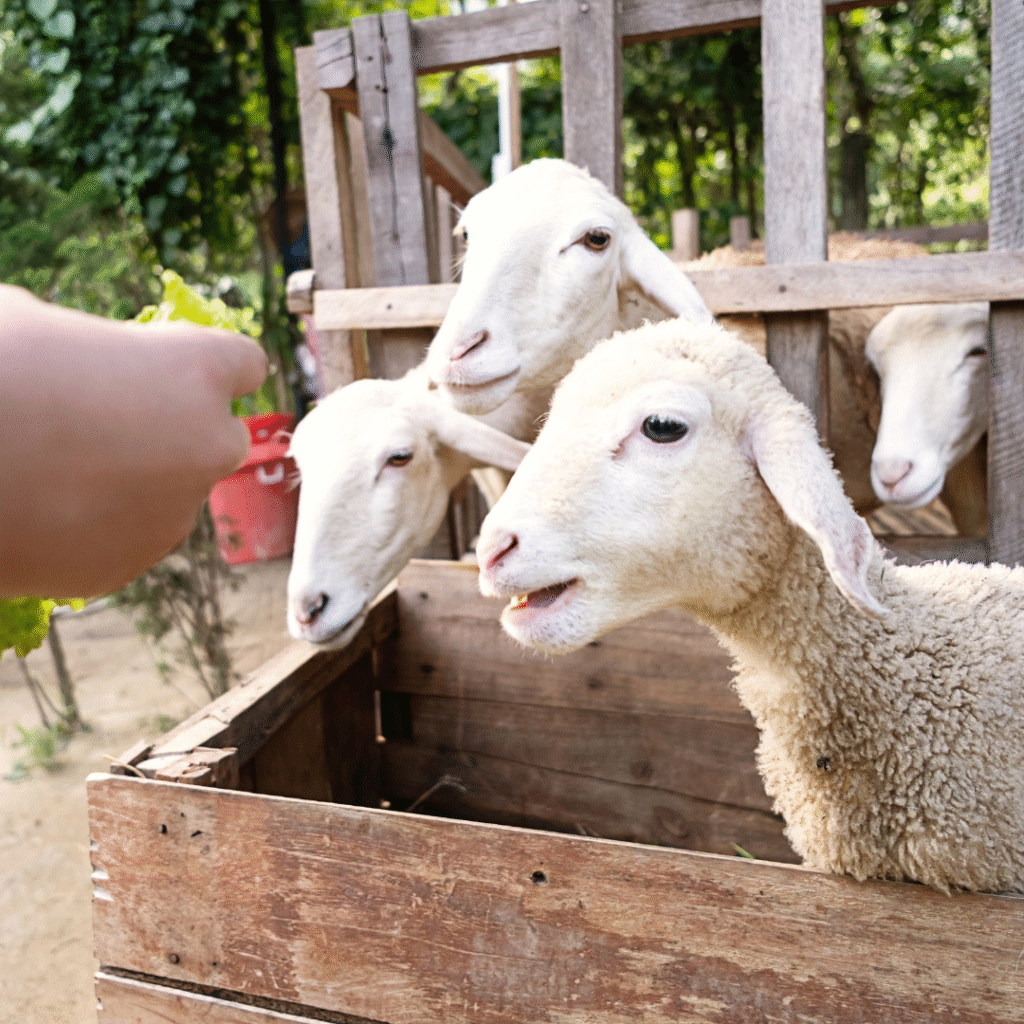 Jangan Asal Memberi Makan, Inilah Jadwal Pemberian Pakan pada Domba Garut