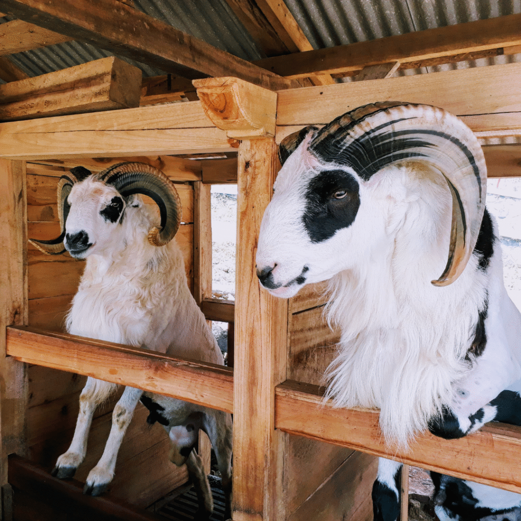 Kenali Perbedaan Bibit Domba Garut Jantan dan Betina