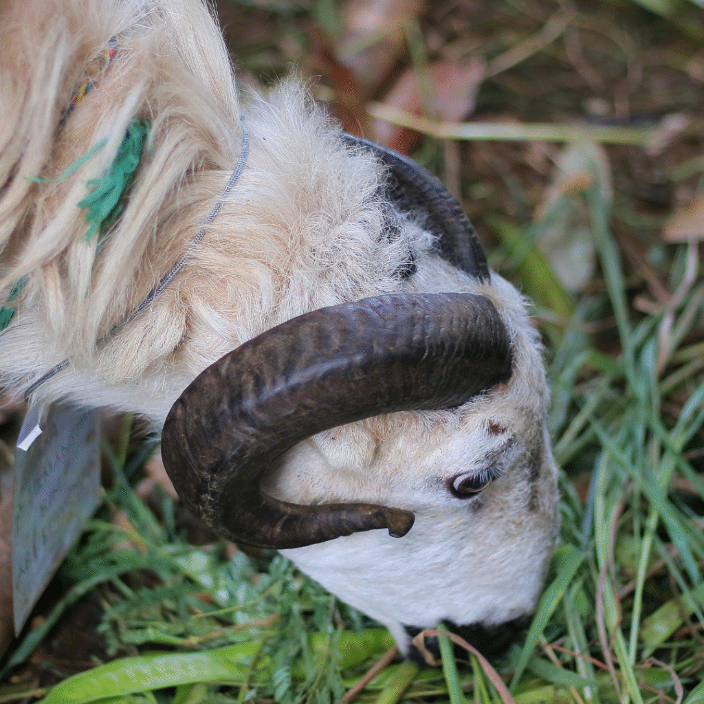 Mengenal Konsep Segitiga Emas dalam Dunia Ternak yaitu : Breeding, Feeding, and Management