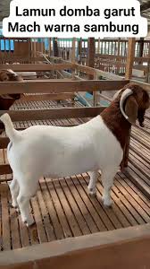 Unik, Inilah Istilah-Istilah Warna dan Motif Bulu Pada Domba Garut