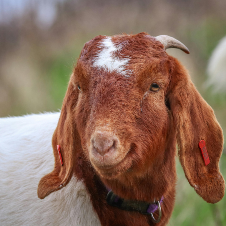 Domba dan Kambing, Si Kembar Tapi Tak Sama