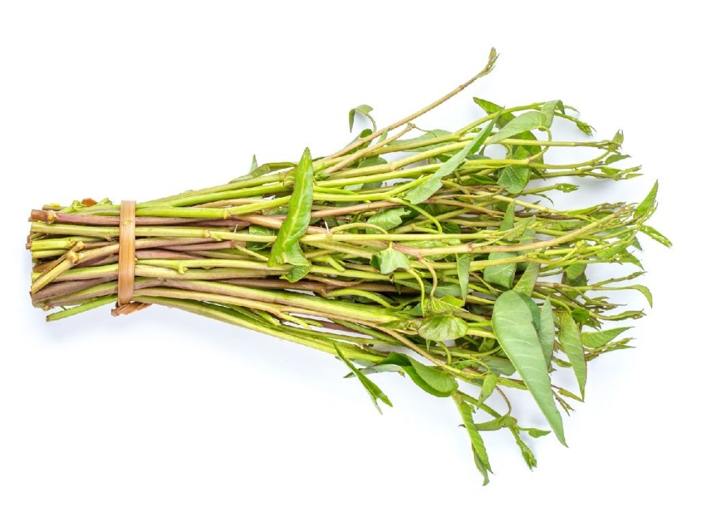 Kenali Perbedaan Kangkung Darat dan Kangkung Air