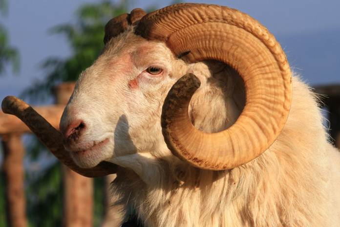 Ini Dia Fakta-Fakta Tentang Ingatan Domba